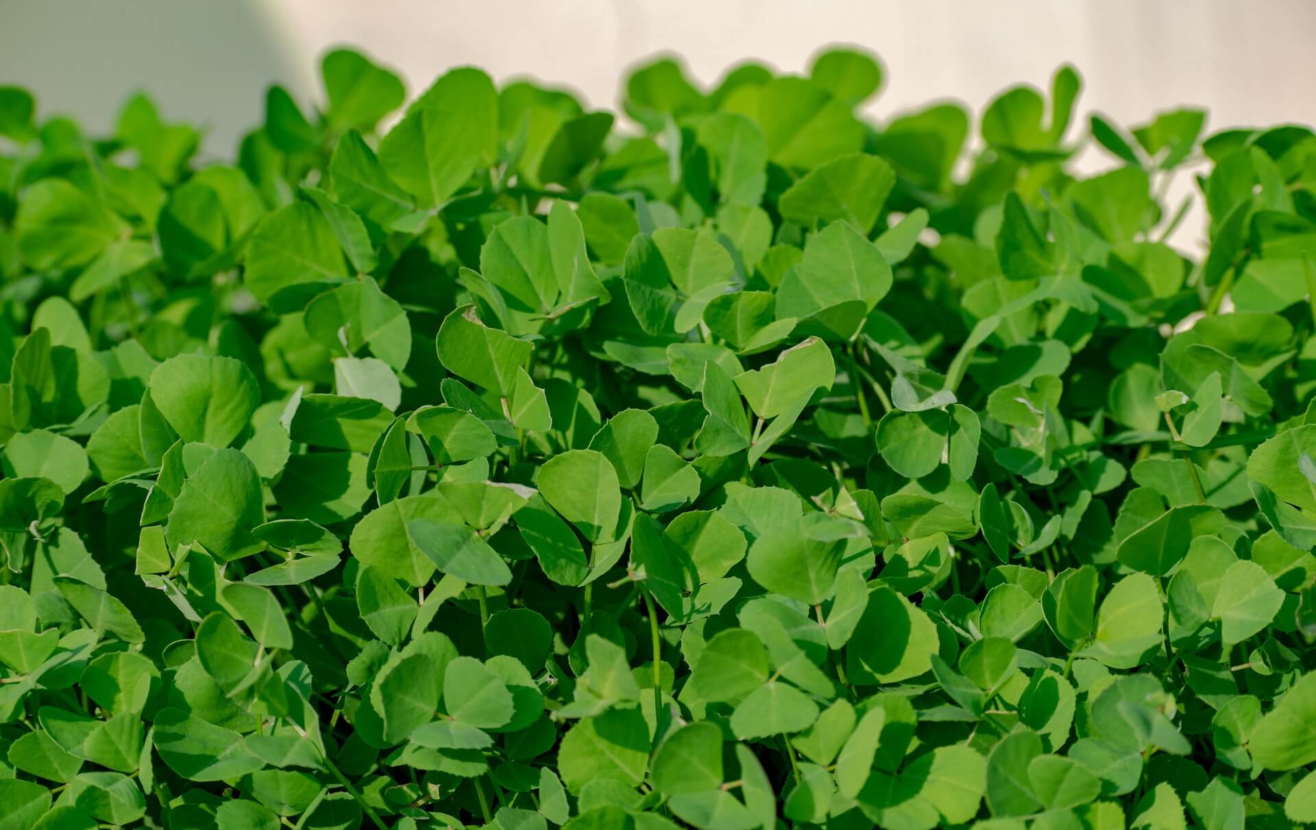 5 Amazing Benefits of Fenugreek Leaves.