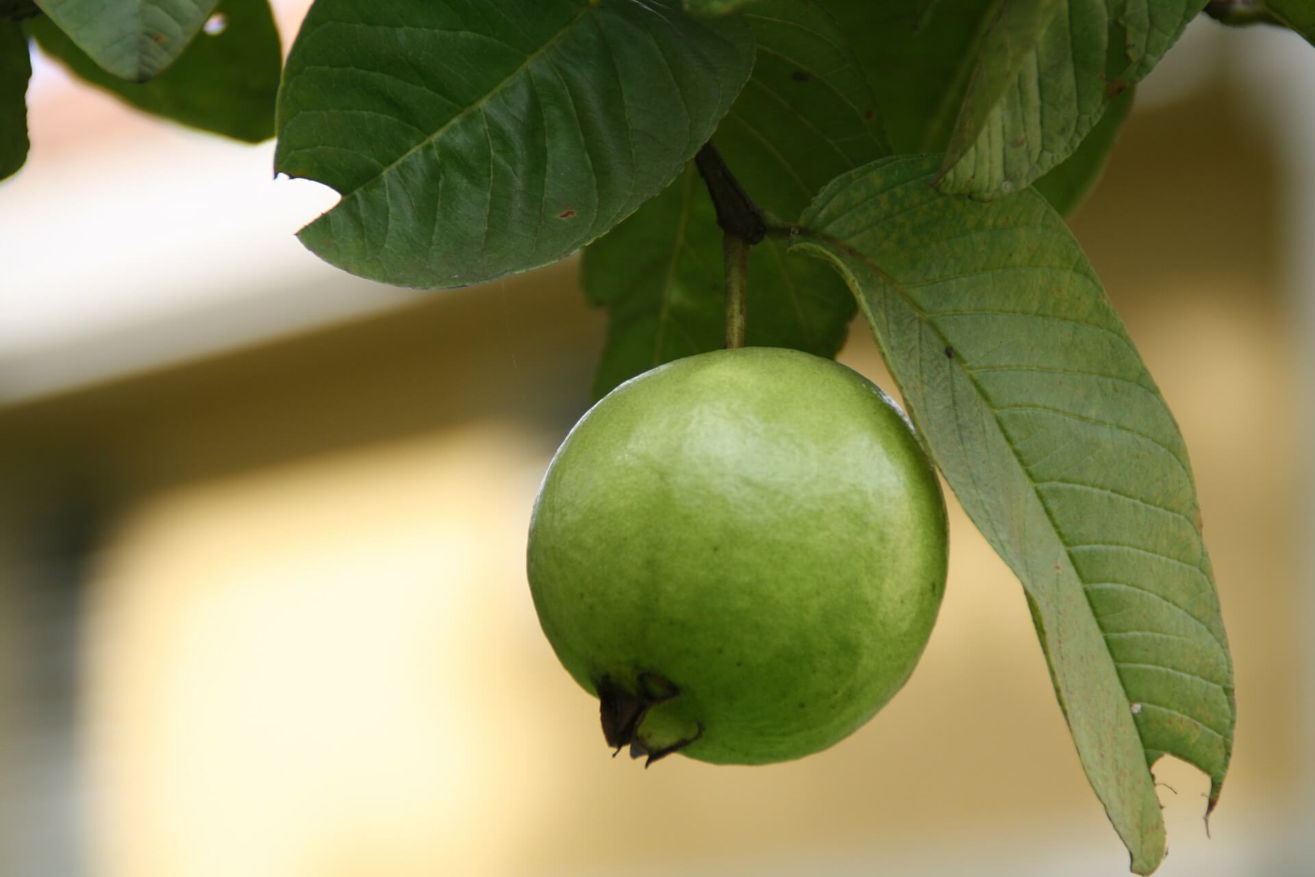 Benefits of Guava Leaves