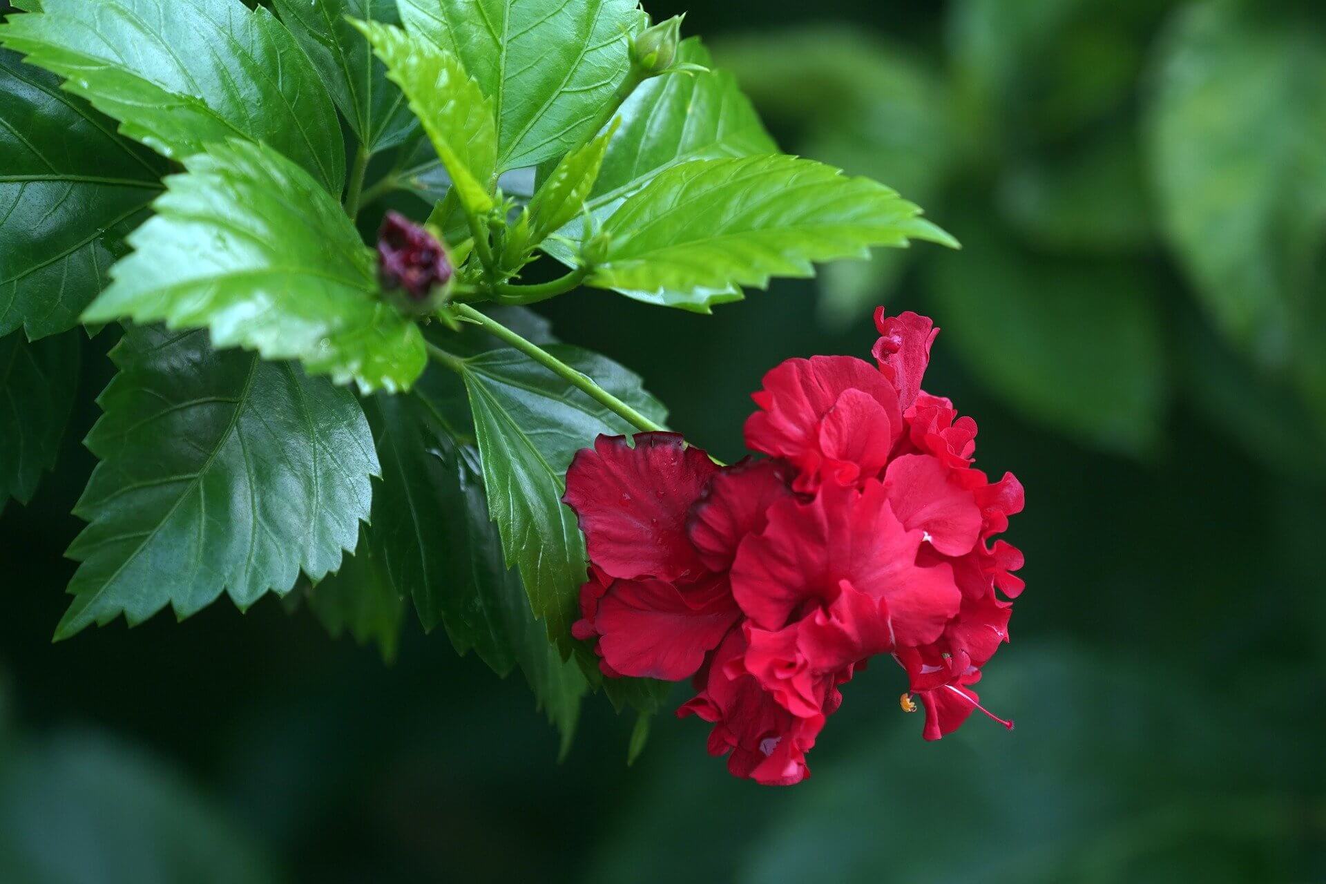 Hibiscus Leaves: Health Benefits, Uses and Recipes.